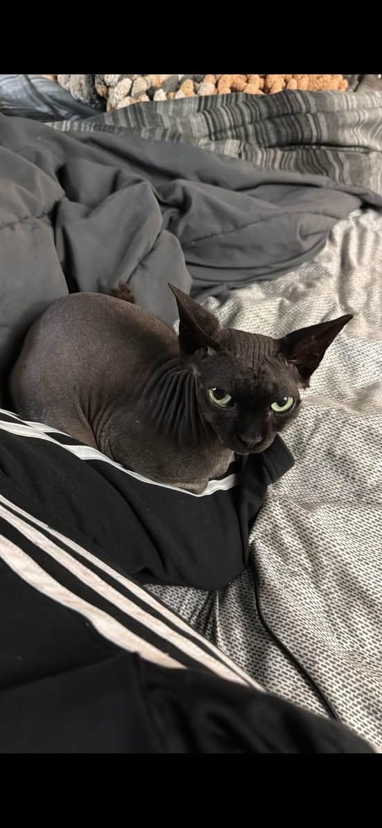 Lost Cat in Kanata