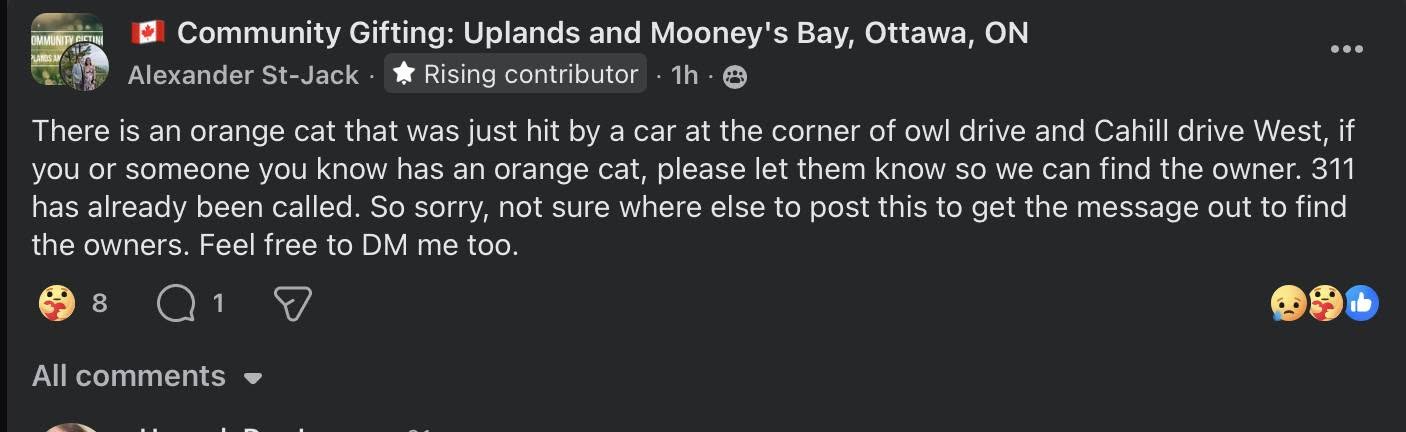 Found cat