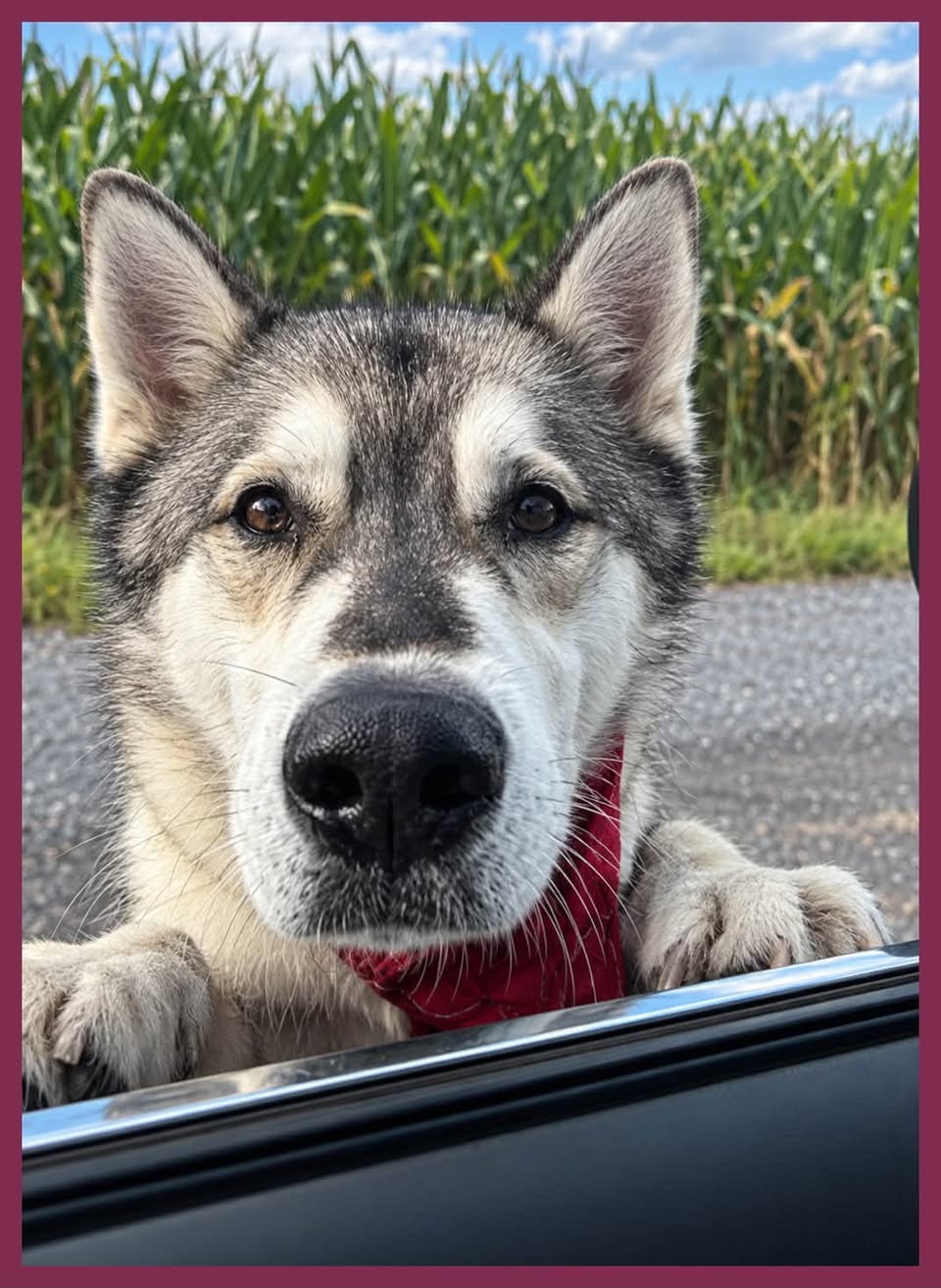 Found Dog in Berwick