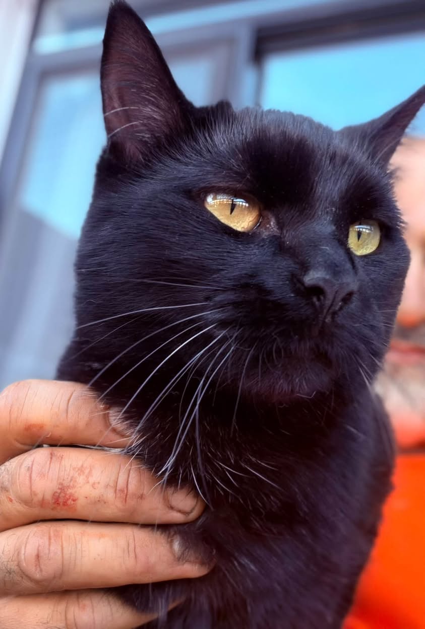 Lost cat