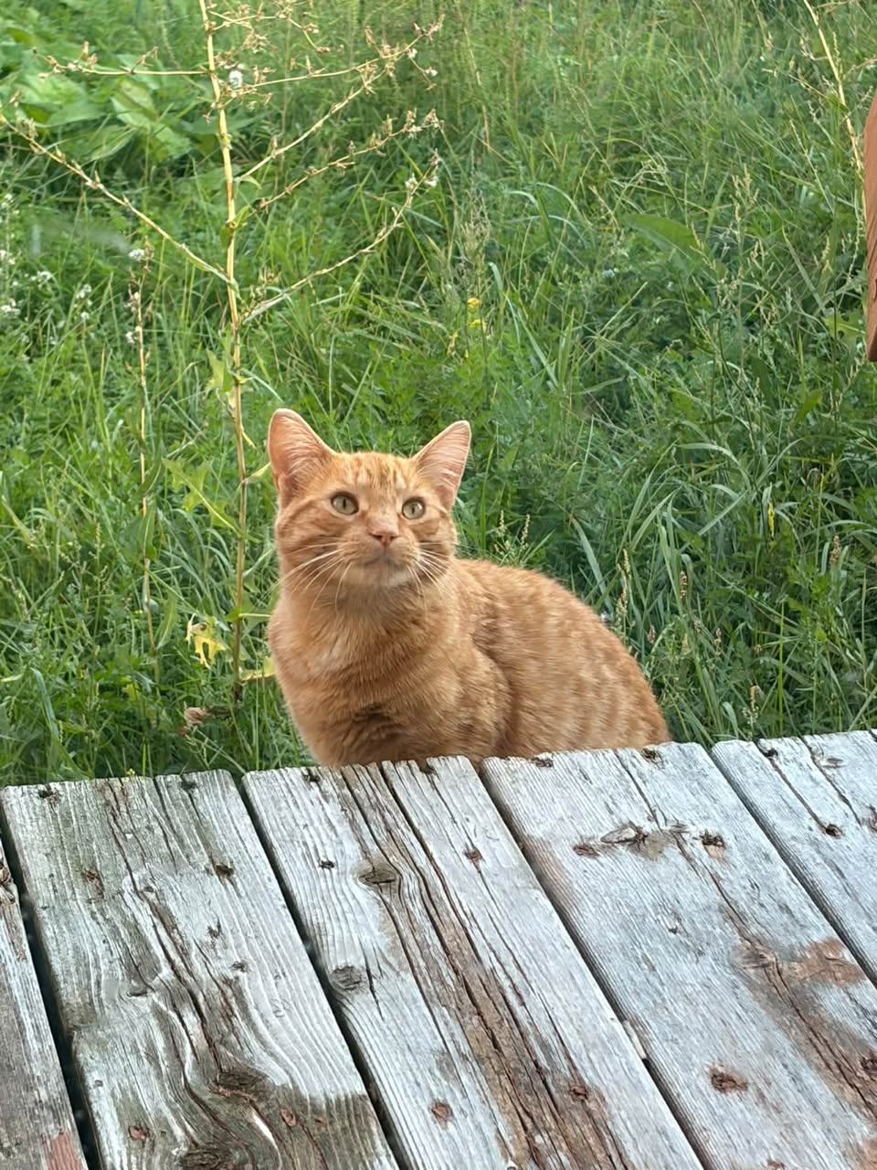 Found cat