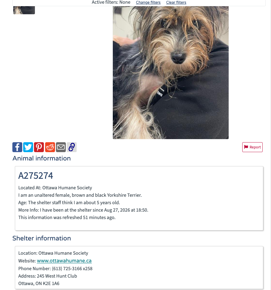 Found dog