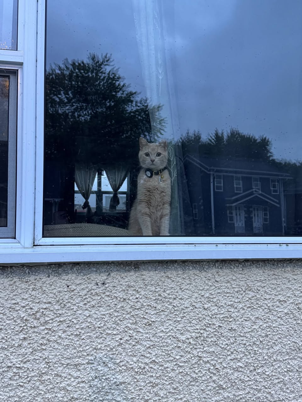 Lost Cat in North Side Of Base