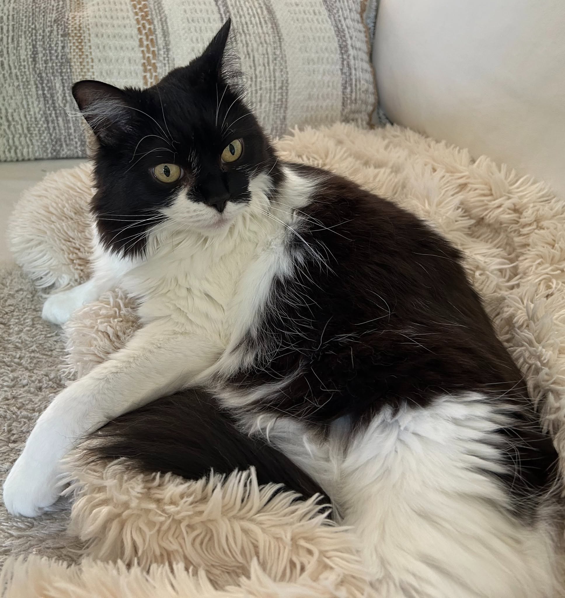Lost Cat in Kanata