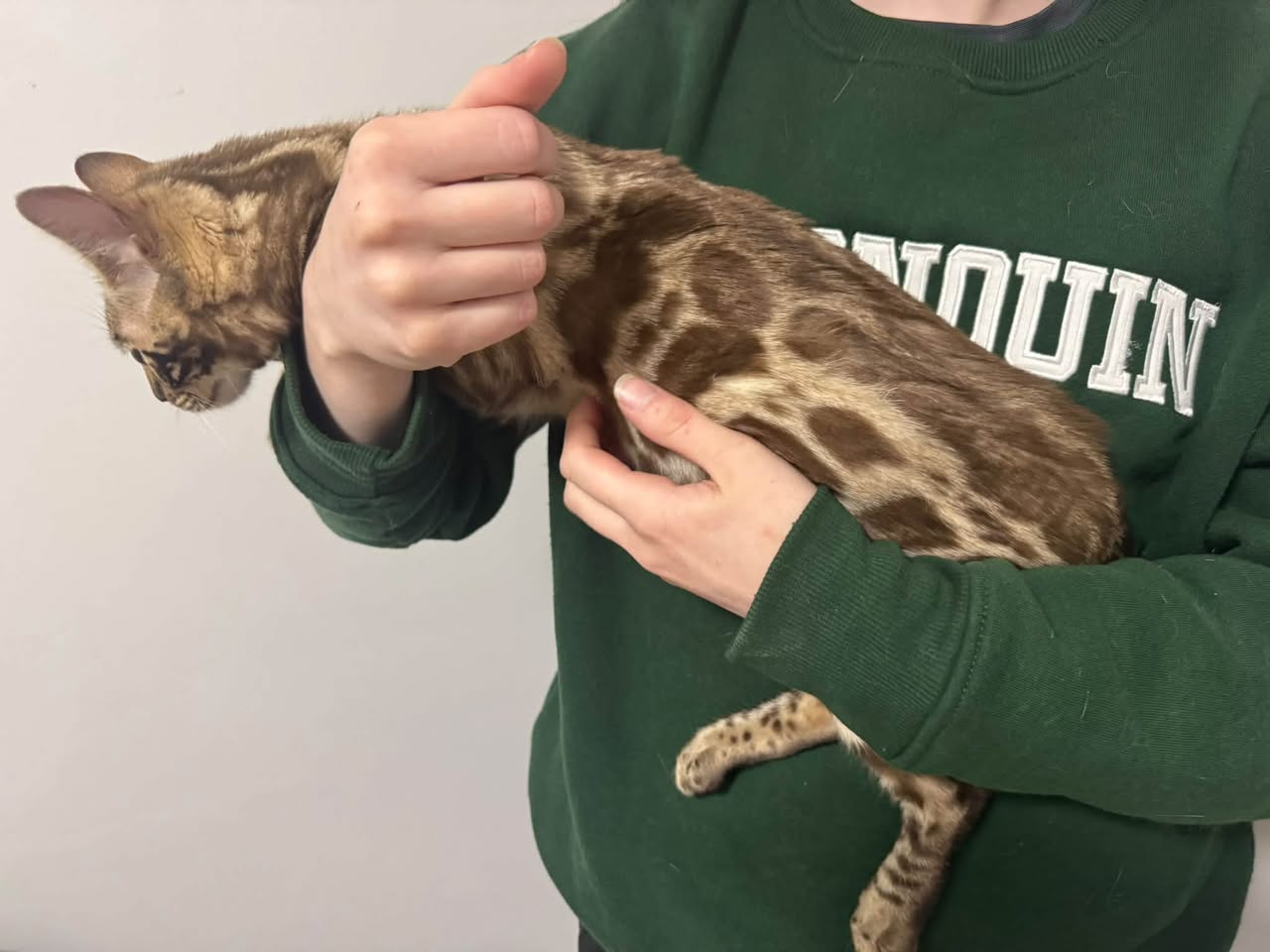 Found cat