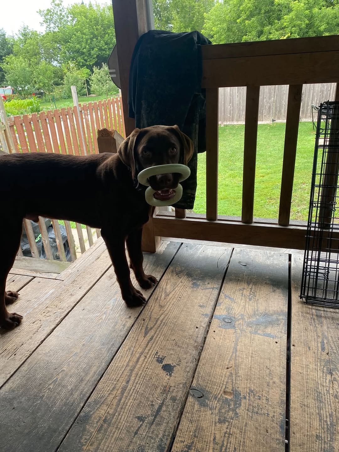 Lost Dog in Luskville