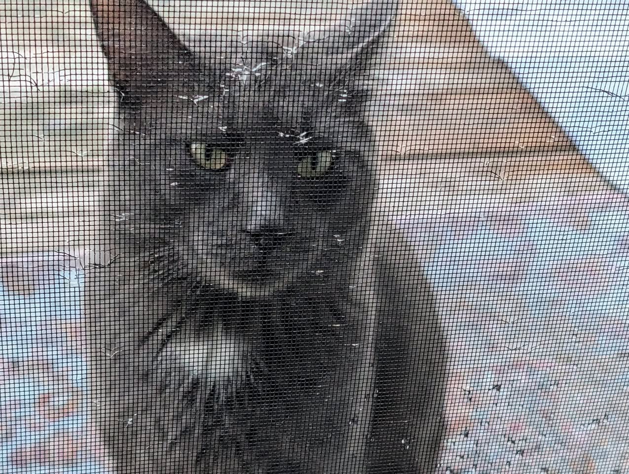 Found cat