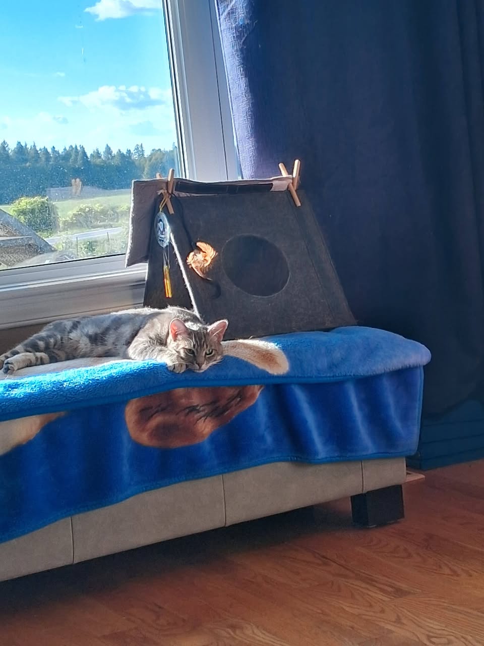 Found cat