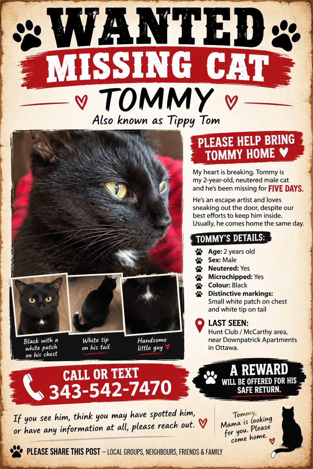Lost Cat in Ottawa