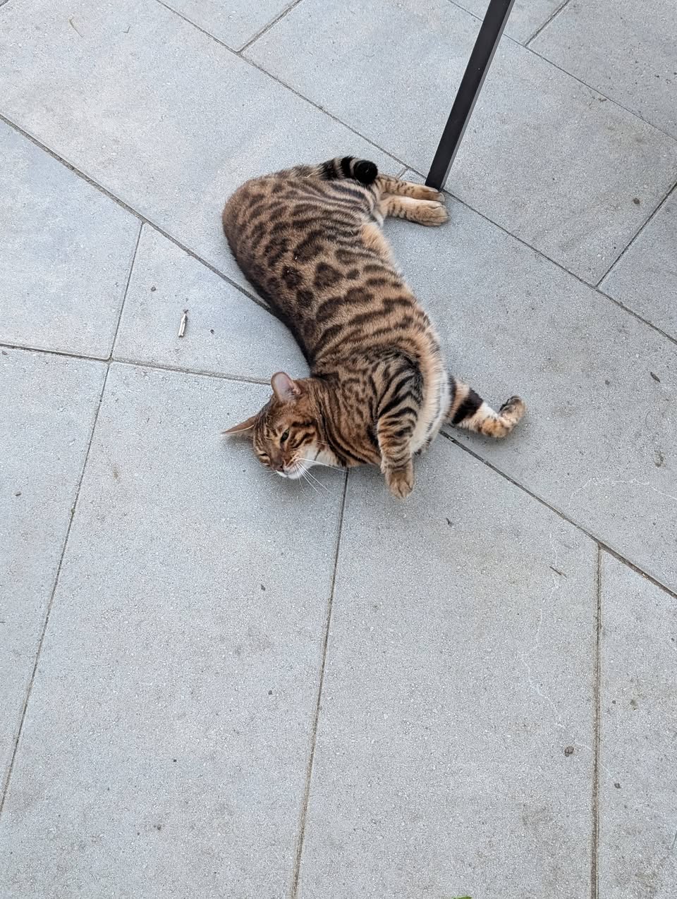 Found Cat in Aylmer