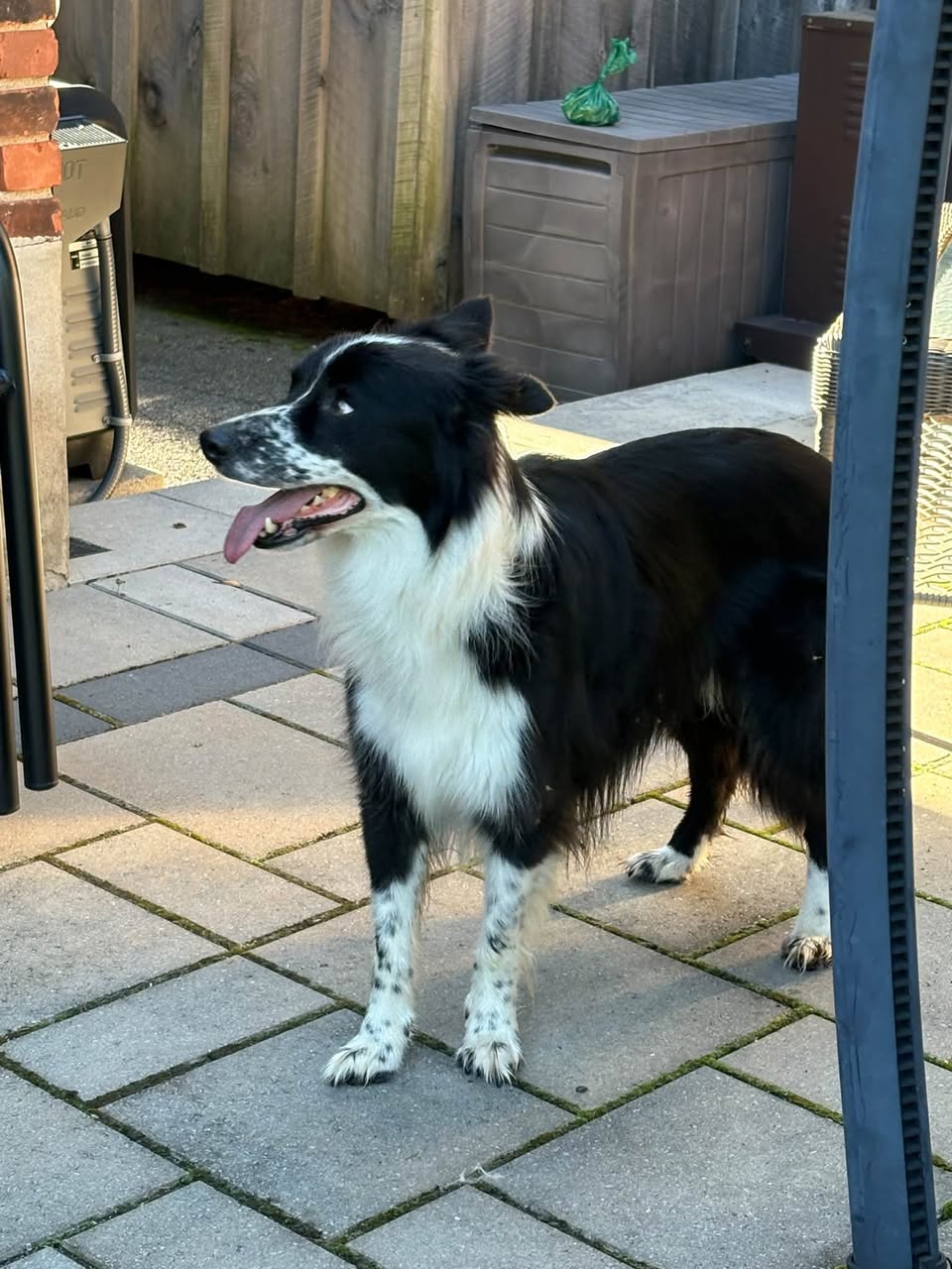 Found Dog in Cedardale