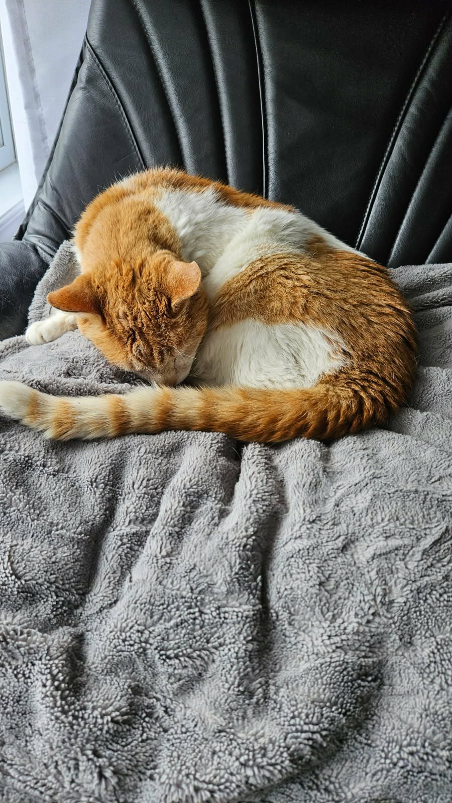 Lost Cat in Manoir Des Trembles