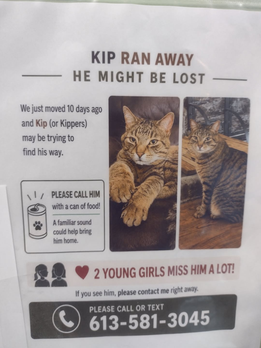 Lost Cat in Craig Henry