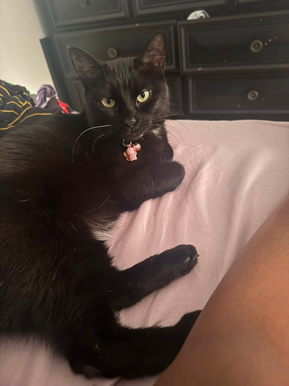 Lost Cat in Ottawa