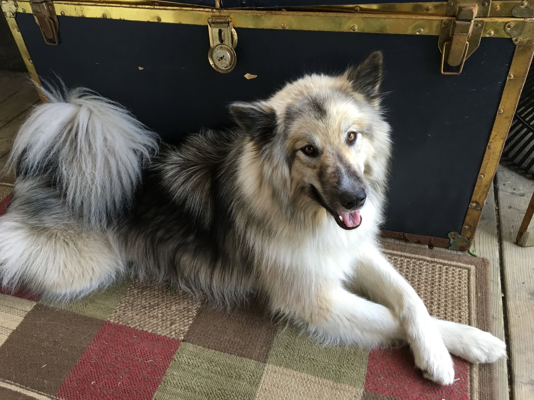 Lost Dog in Vanier