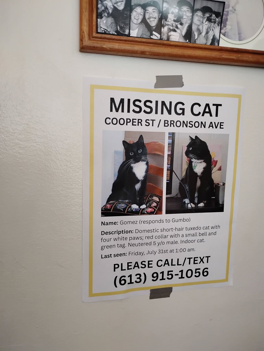 Lost Cat in Ottawa