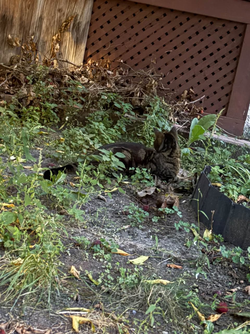 Found cat