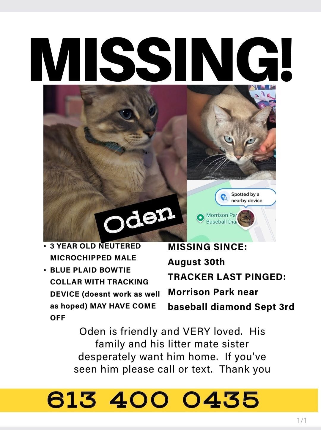 Lost Cat in Morrison Park
