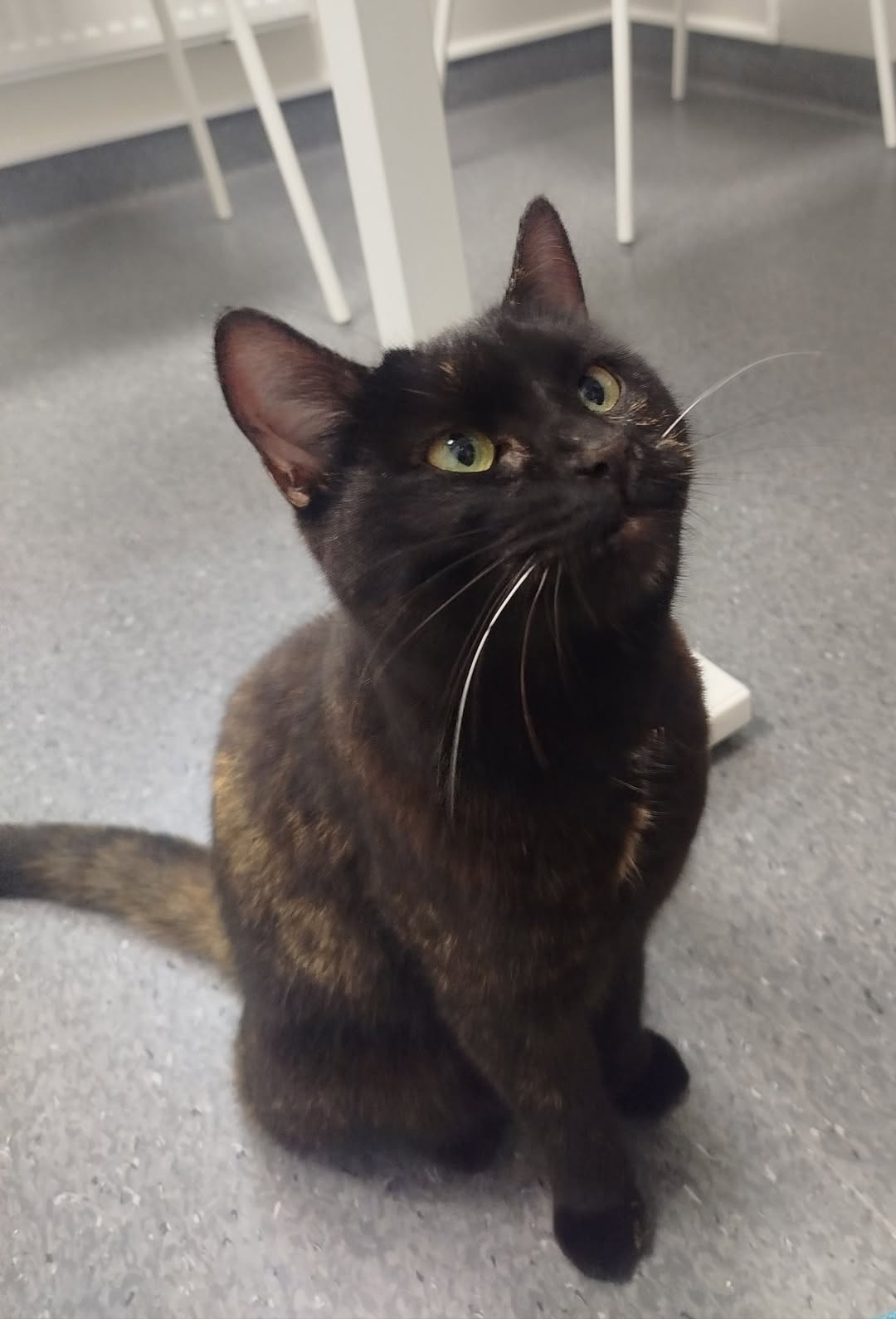 Found Cat in Uppsala