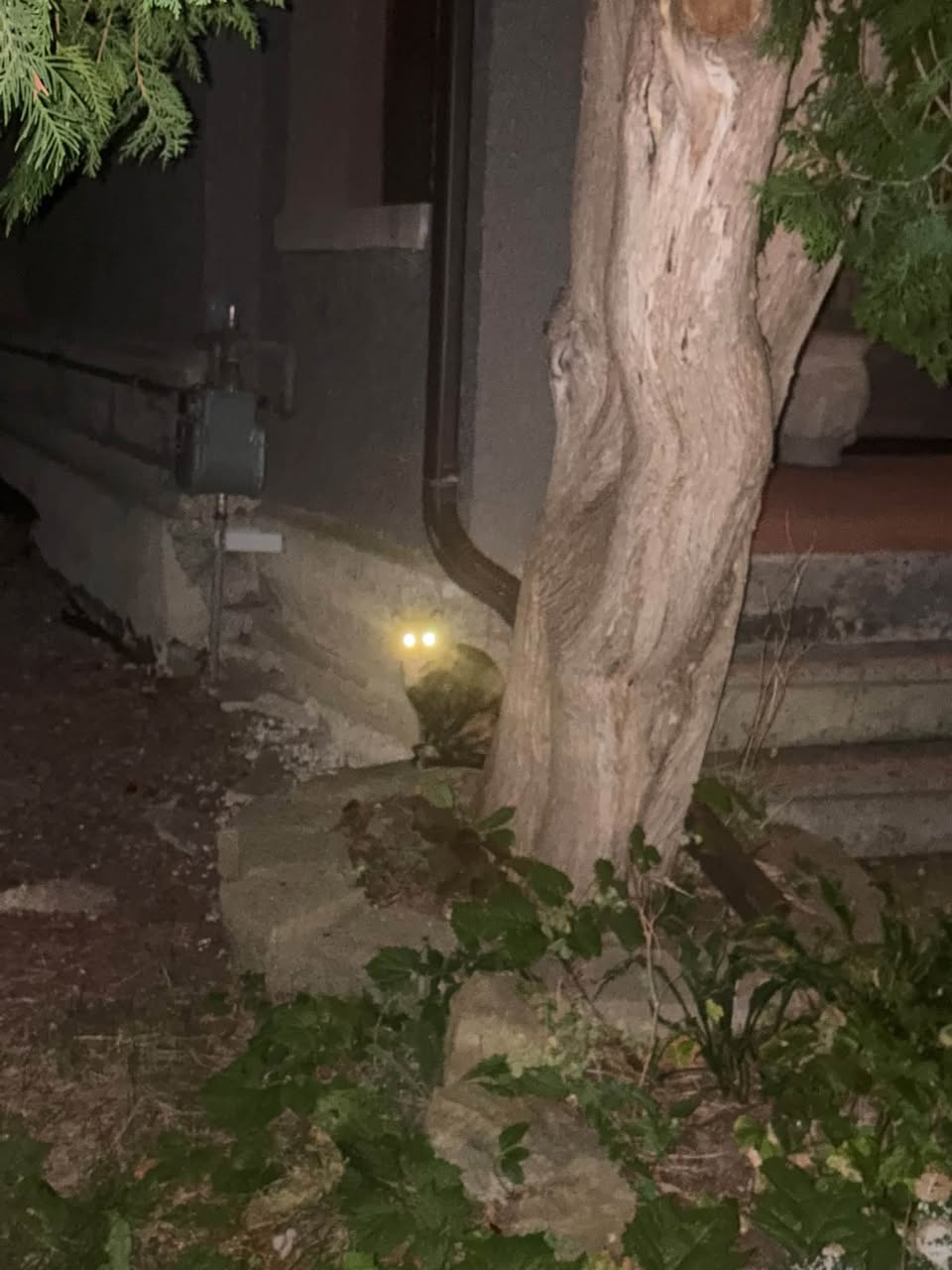 Found Cat in Ottawa