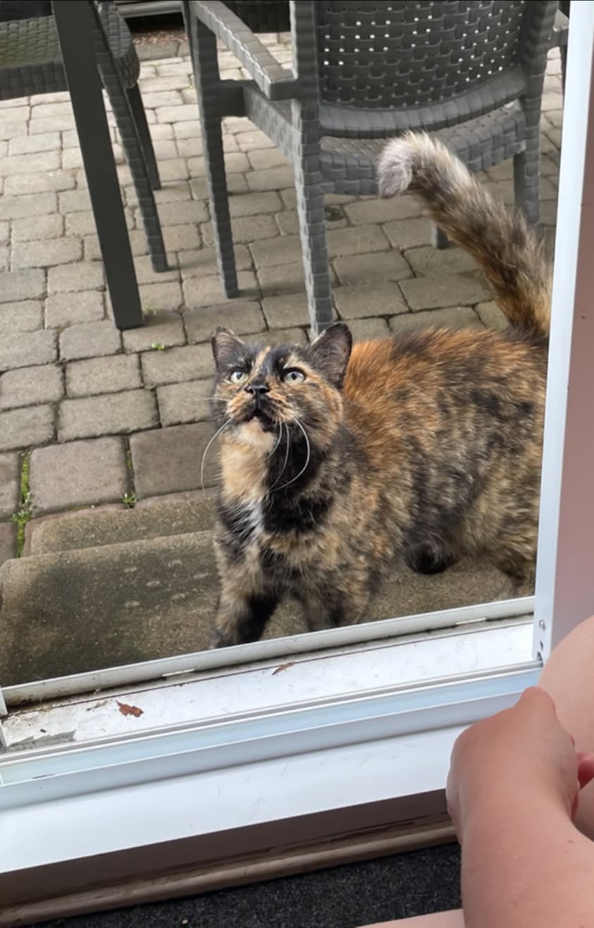 Found cat