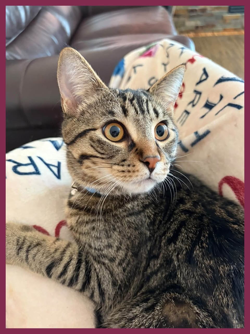 Lost cat