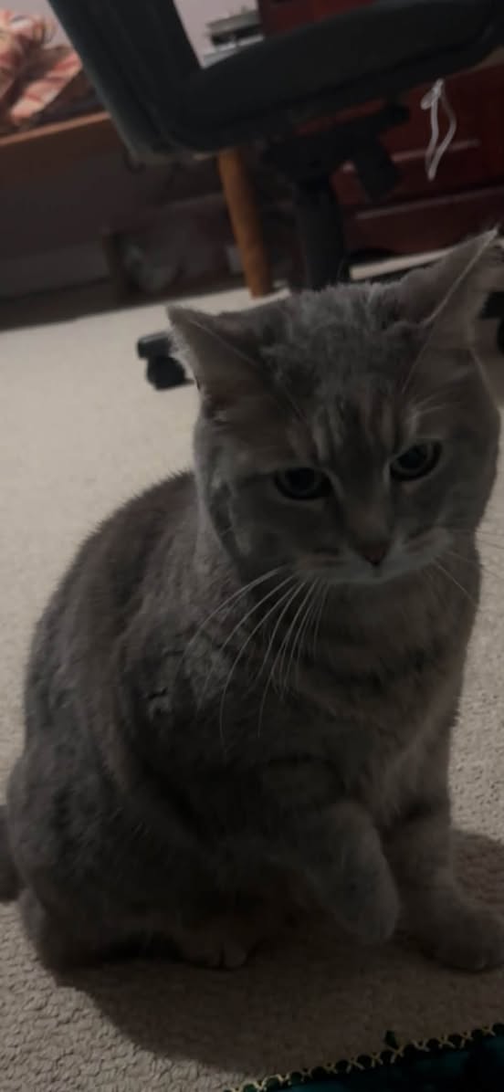 Lost Cat in Orleans