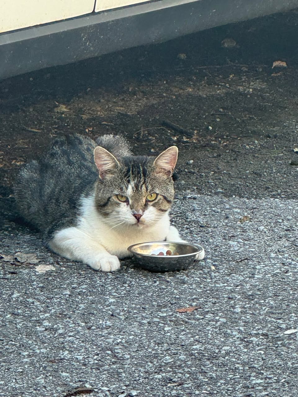Found cat