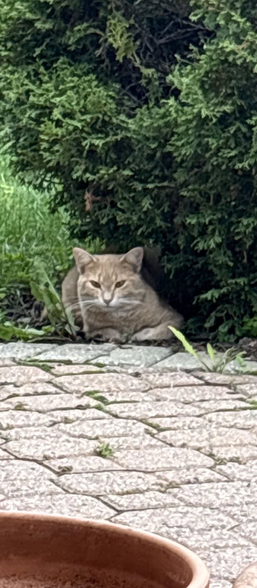 Found Cat in Hunt Club