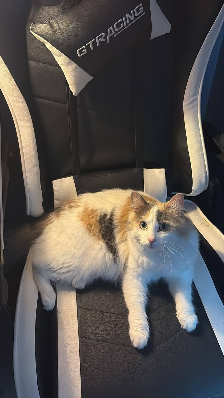 Lost cat