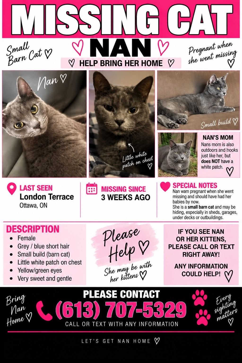 Lost Cat in London Terrace