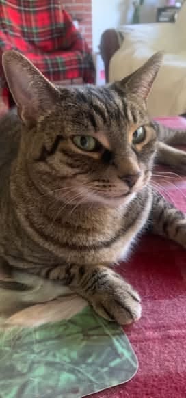 Lost cat