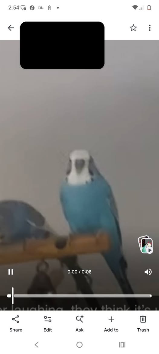 Lost Budgie in Holbrook