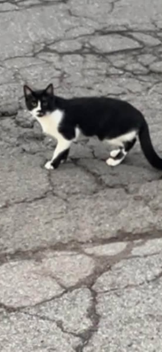 Lost Cat in Overbrook