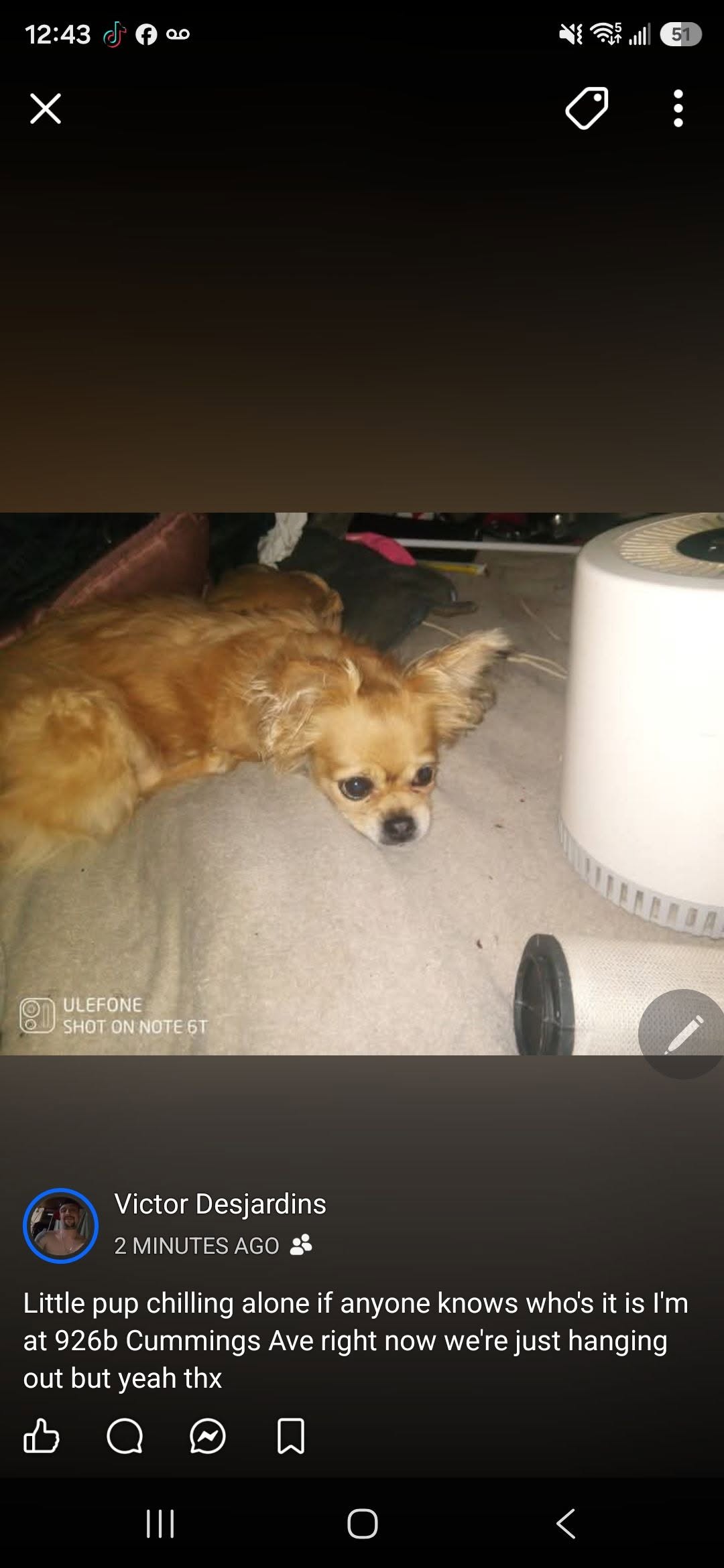 Found dog