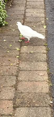Found bird