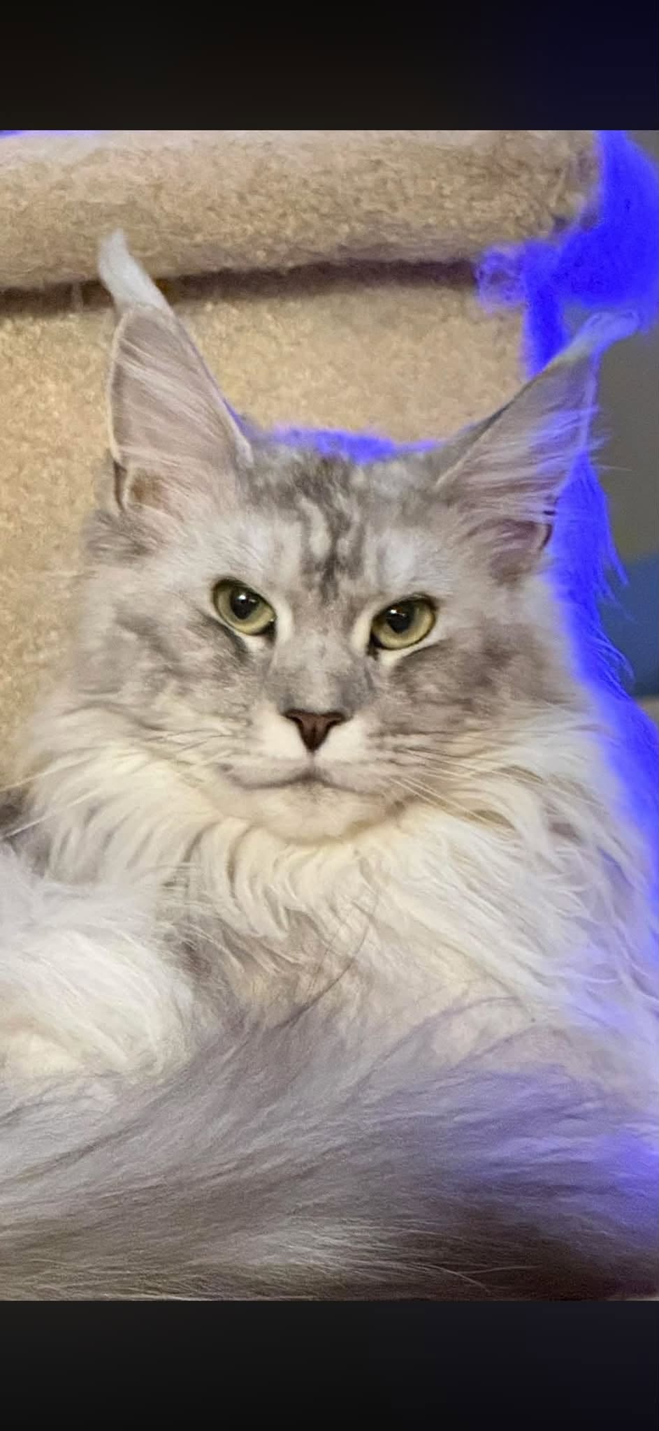 Lost Cat in Renfrew