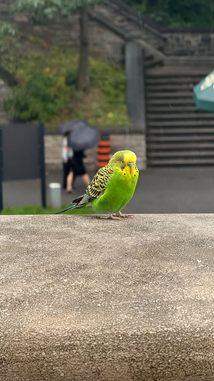 Found budgie