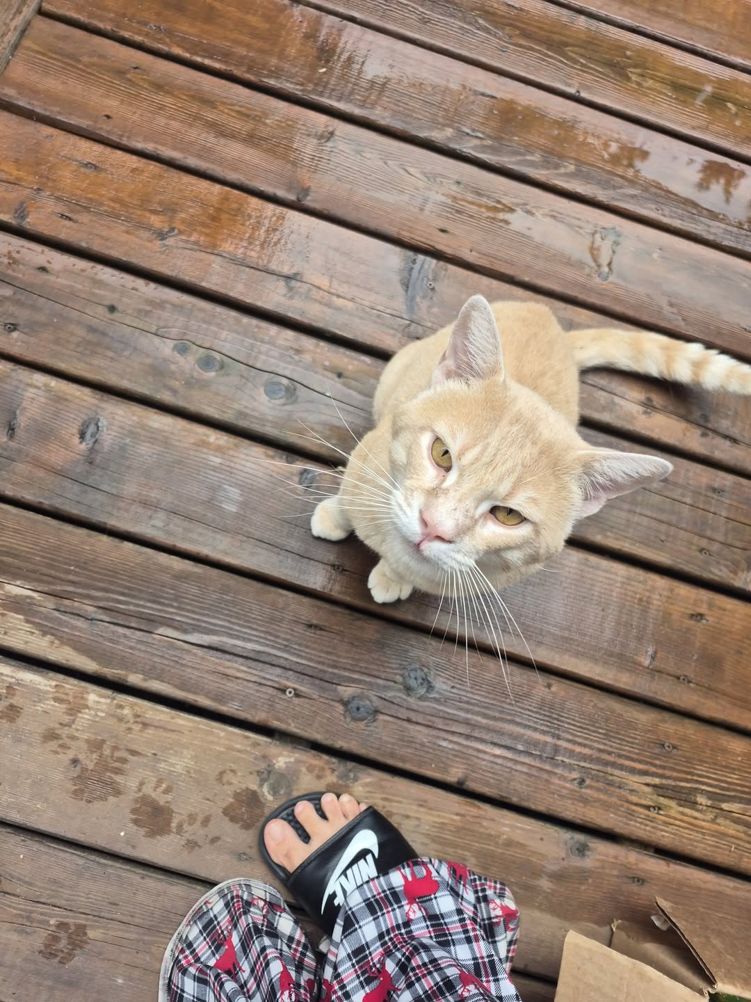 Found cat