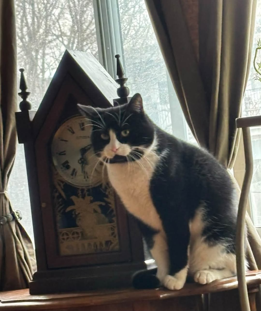 Lost Cat in Ottawa