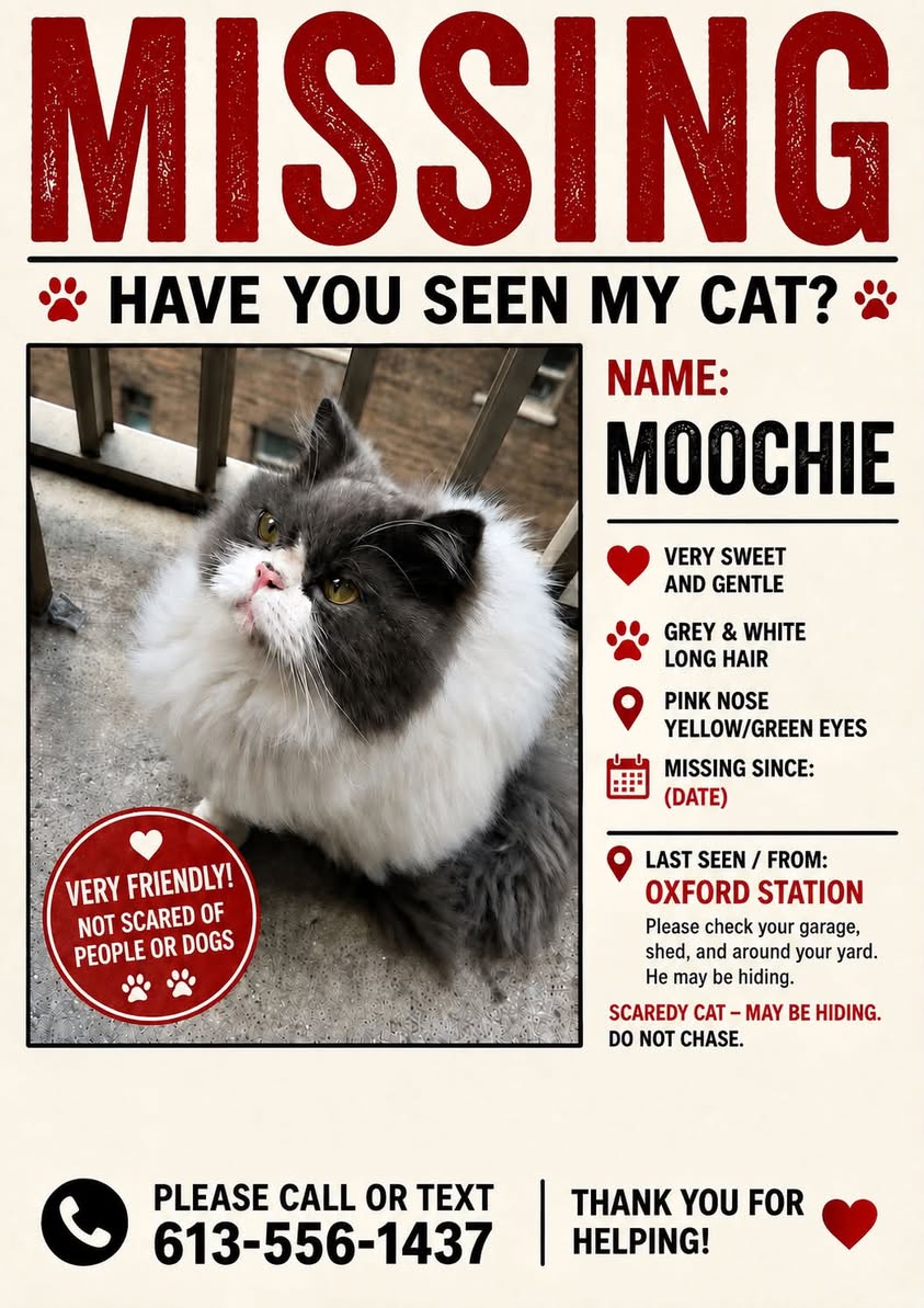 Lost Cat in Limerick Forest