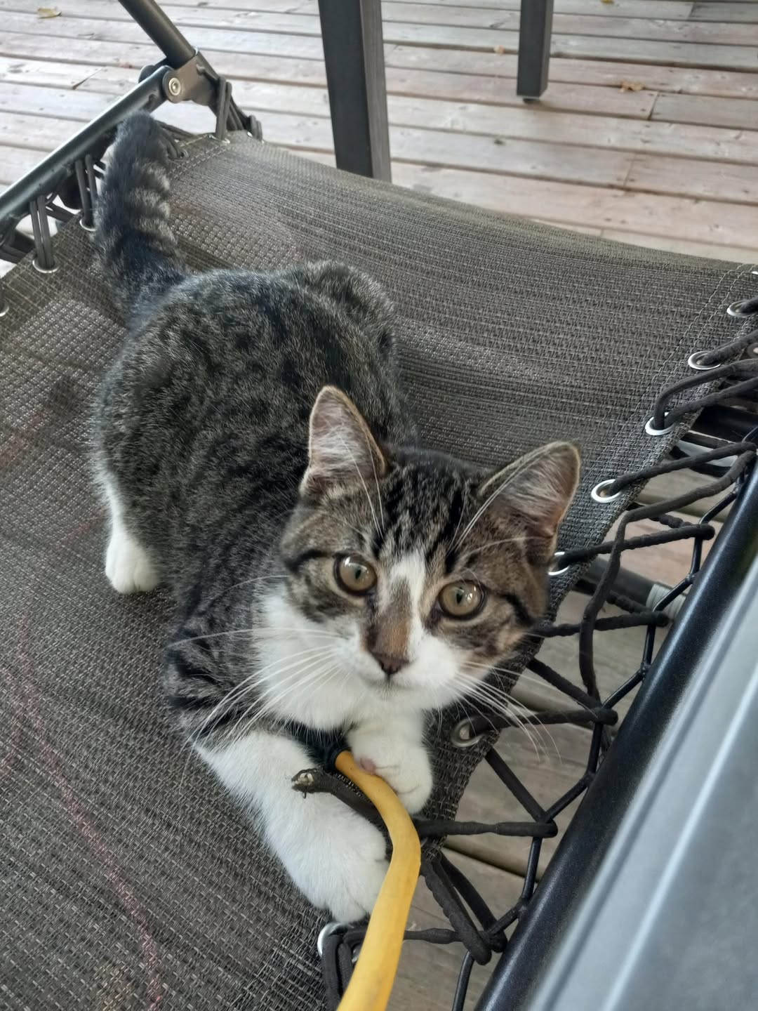 Lost Cat in Perth