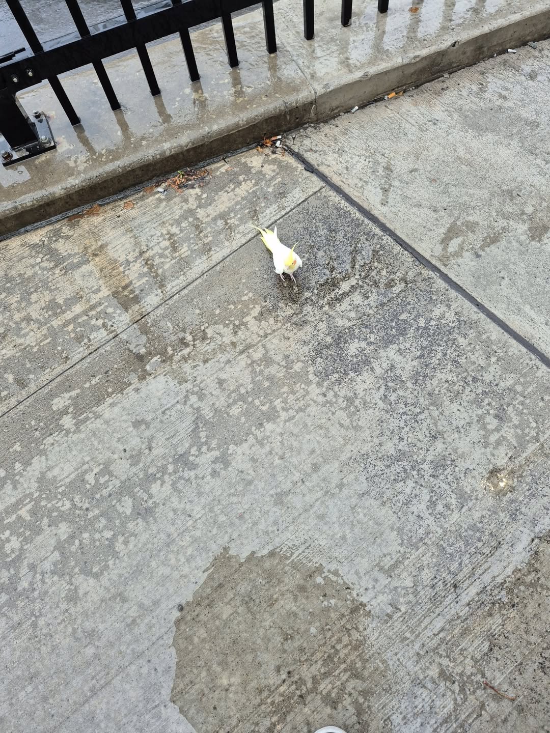 Found bird