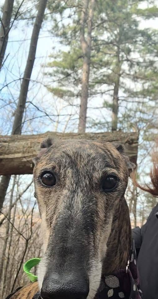 Lost Dog in Ottawa