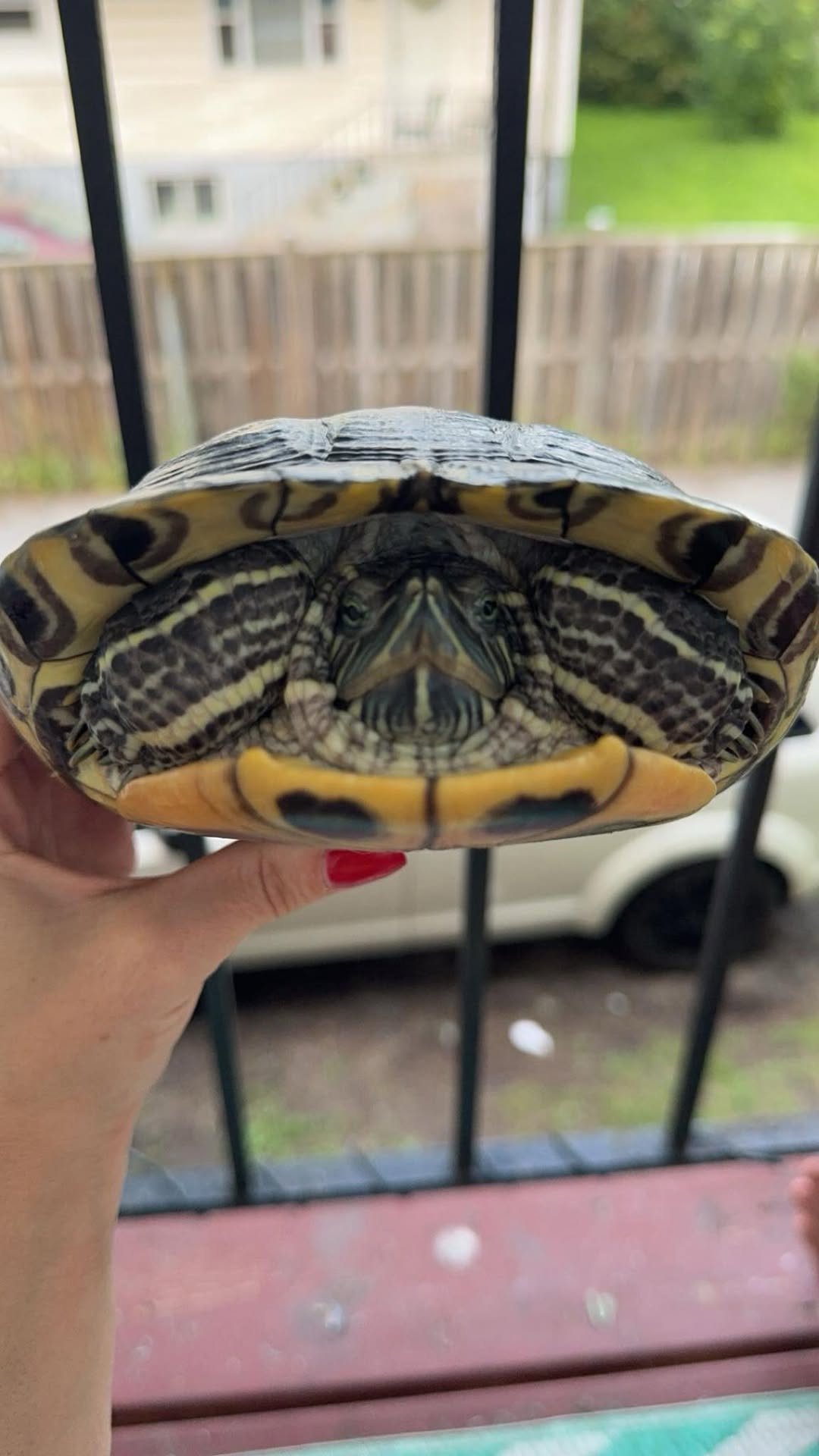 Lost turtle