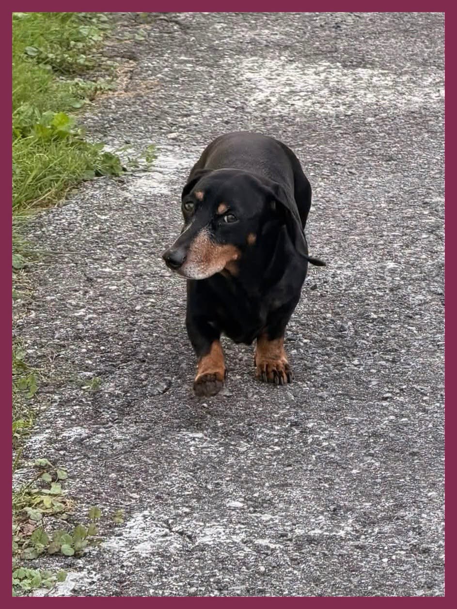Found Dog in Hull
