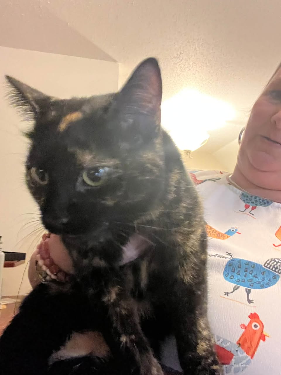 Found cat