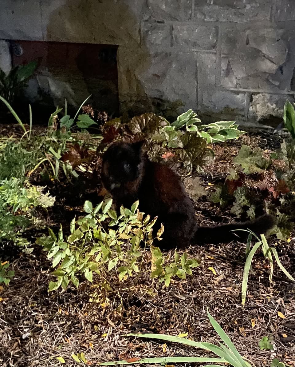 Found cat