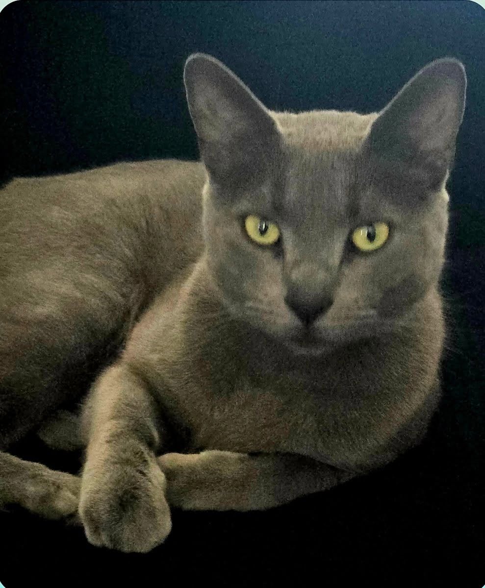 Lost Cat in Overbrook
