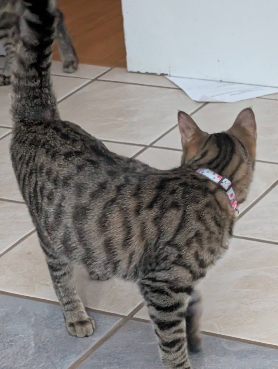 Lost Cat in Hawkesbury